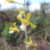 Eulophia